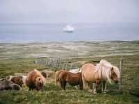 Rolling with the Shetland Ponies