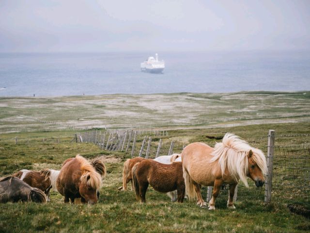 Rolling with the Shetland Ponies