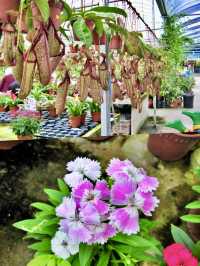 🌿 Cameron Highlands – A Cool Escape to Nature’s Garden ✨