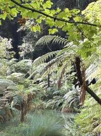 🌳 Redwood Forest, Rotorua: Walk Among Giants in a Californian Dream! 🌲
