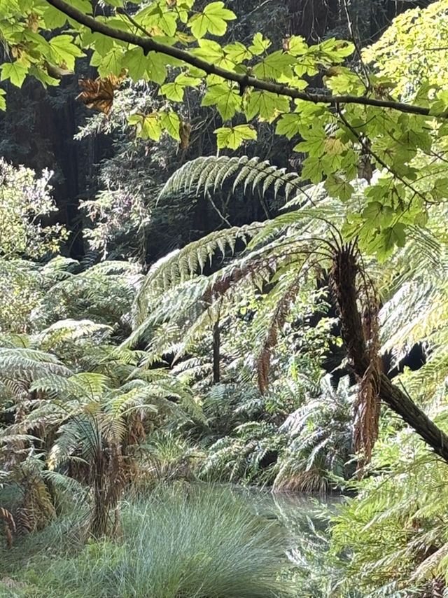 🌳 Redwood Forest, Rotorua: Walk Among Giants in a Californian Dream! 🌲