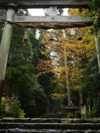 神秘的な参道 杉と石畳を覆う苔に魅了されます。