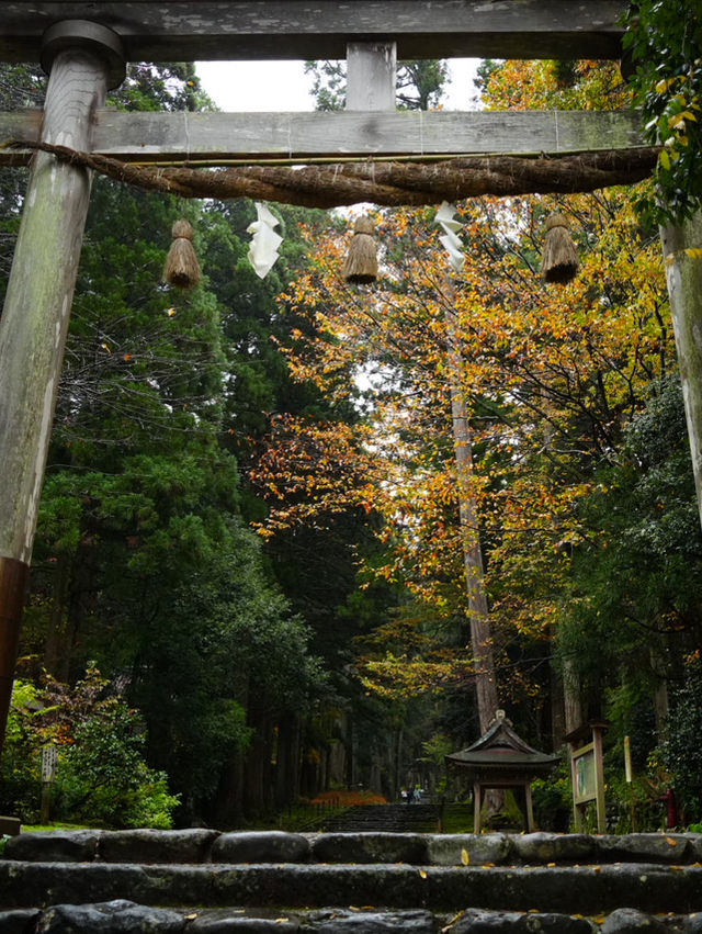 神秘的な参道 杉と石畳を覆う苔に魅了されます。 神秘的な参道 杉と石畳を覆う苔に魅了されます。