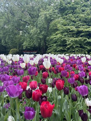 鬱金香魔法正在等待🌷