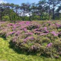Ebino Plateau – A Scenic Volcanic High Plain in Kirishima