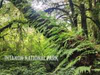 Forest Bathing at Doi Inthanon: Chill Vibes + Epic Scenery