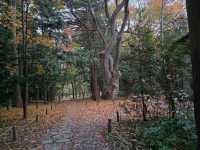 圓山公園秋日散步 北海道神宮