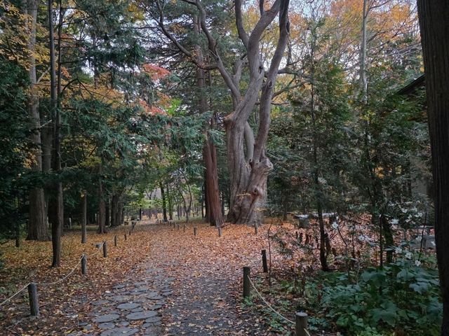 圓山公園秋日散步 北海道神宮
