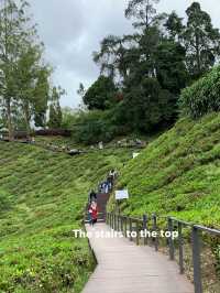 Cameron Highlands Short But Memorable Trip ✨