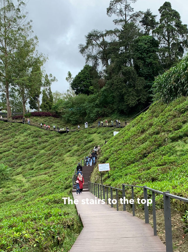 Cameron Highlands Short But Memorable Trip ✨