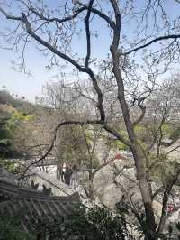 日落雲霧裡的貓影西安