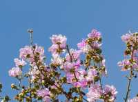 Where Concrete Blossoms: The Dual Heart of Tsing Yi