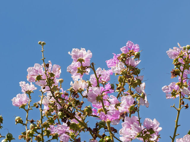 Where Concrete Blossoms: The Dual Heart of Tsing Yi Where Concrete Blossoms: The Dual Heart of Tsing Yi