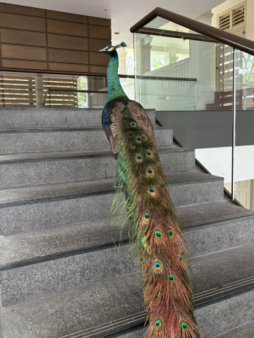 Wild peacocks can be spotted at Capella Hotel! | Trip.com Singapore