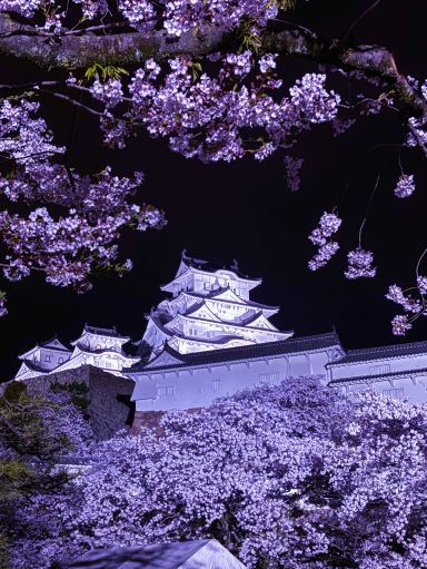 桜姫様確認用 1mi43224x98mmcefmE6C9.jpg?proc