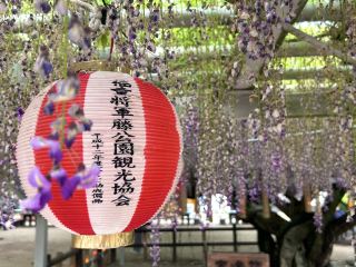 【福岡】藤まつりの時はライトアップされるそうです
