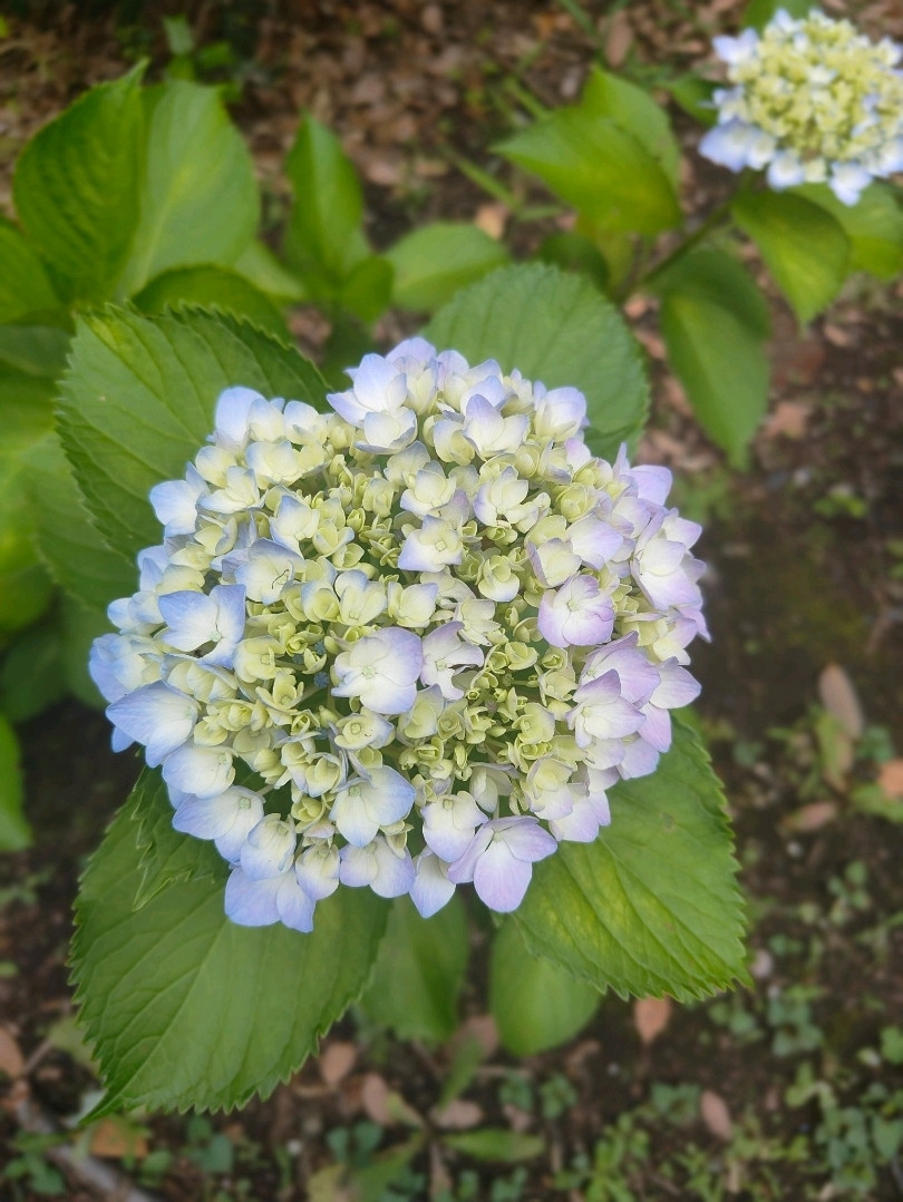 上野公園の夢のような紫陽花ワンダーランド 。 | Trip.com 東京