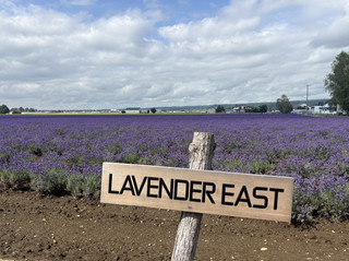 北海道的夏天———🪻Lavender East薰衣草東🪻