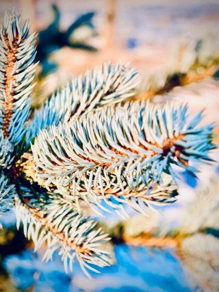 Australia NSW Barrington Tops Polblue Swamp Mossy Antarctic Beecheasytravelpost #BarringtonTops #Po