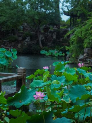 🌧️ The Garden After the Sky Turned Grey