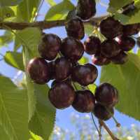 🇺🇸체리따러 함께 가요 “Stutzman Ranch”