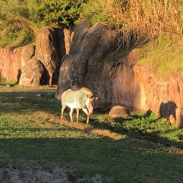 Encountering 🦒 at Jacksonville zoo