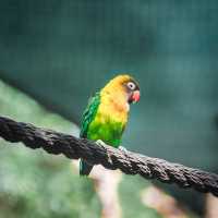 Birdwatching @ Dolphin Cove Ocho Rios