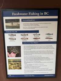 ชมวิถีชีวิตปลาแซลมอนว่านทวนน้ำ 