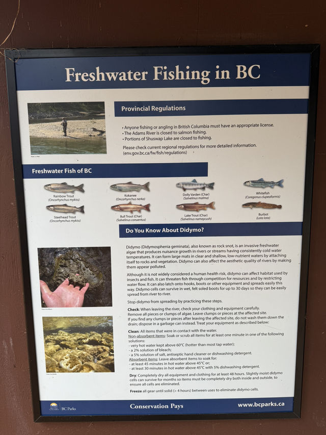 ชมวิถีชีวิตปลาแซลมอนว่านทวนน้ำ 