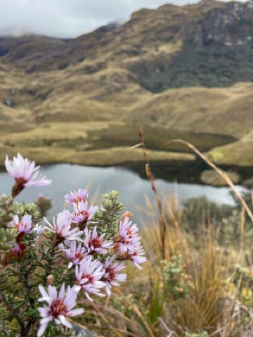 Национальный парк Кахас (Parque Nacional el Cajas) 🇪🇨