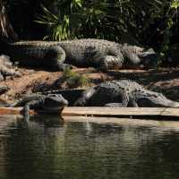 Gatorland Orlando 🇺🇸