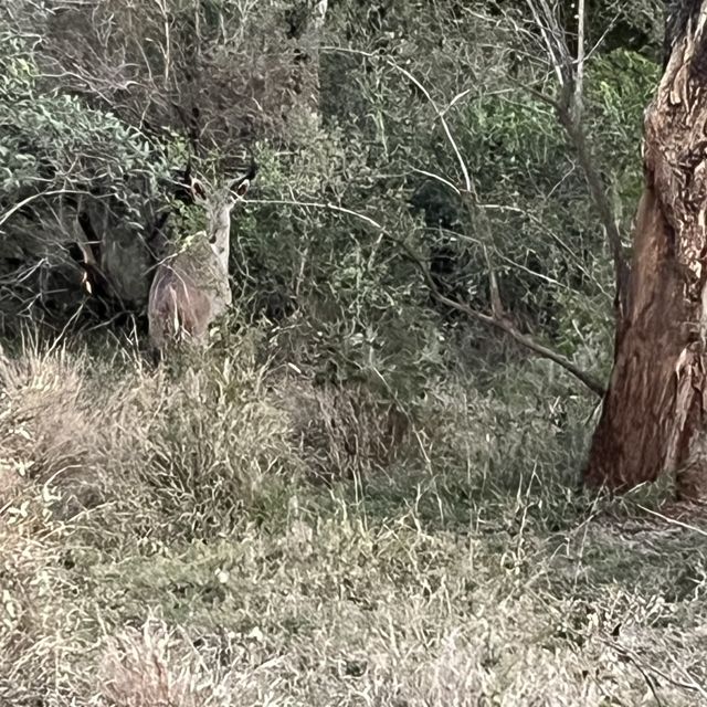 Kruger National Park