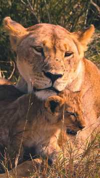 4 days maasai mara -Lake nakuru  4x4 jeep safari 