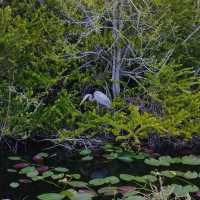 Theme park fun and alligators 
