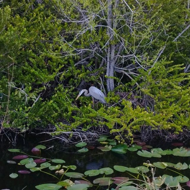 Theme park fun and alligators 