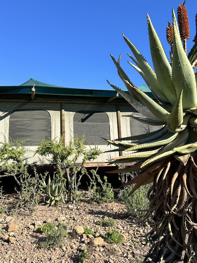 Staying in a tent among antelopes 🥹