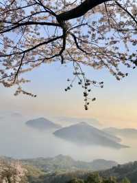 Sunrise Magic at Shiudeyama’s Cherry Blossoms