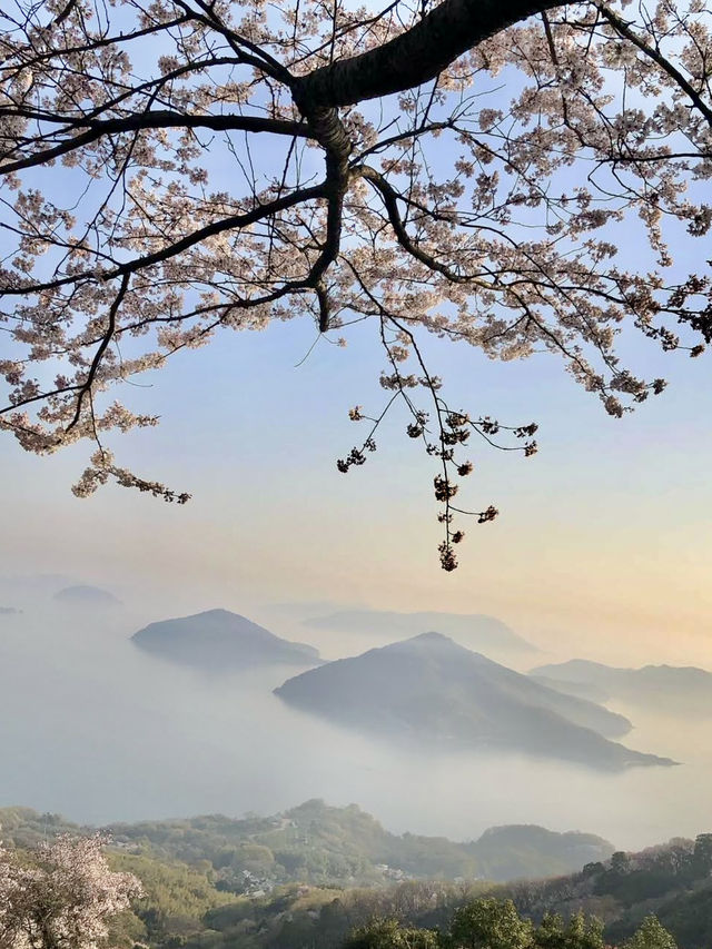 Sunrise Magic at Shiudeyama’s Cherry Blossoms