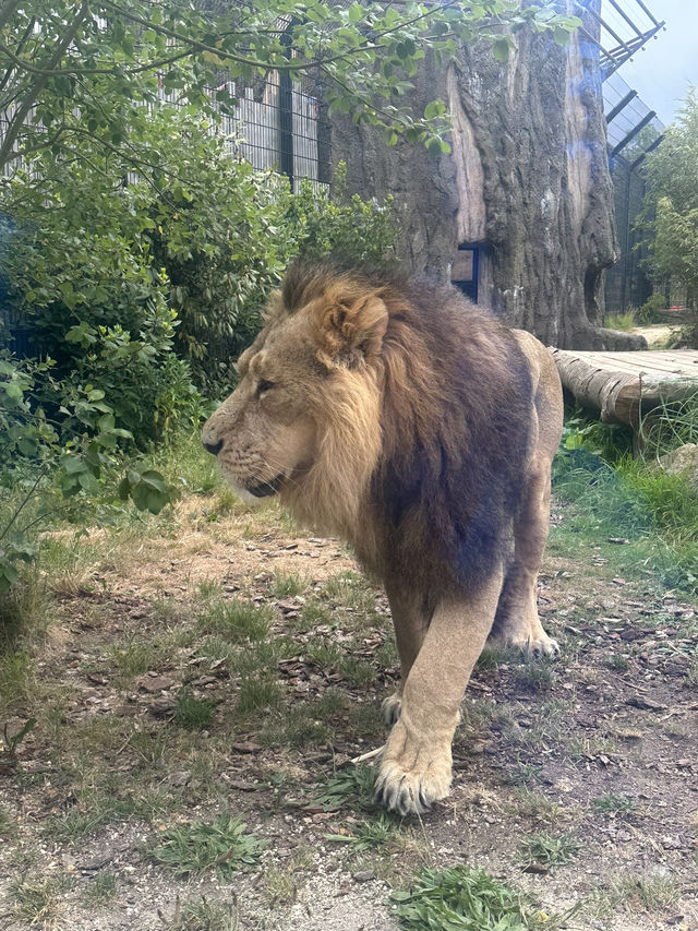 Hertfordshire Zoo… get up close and personal 