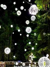 A Forest Escape Full of Wonder at Capilano