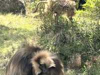 Simien National Park 
