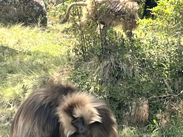 Simien National Park 