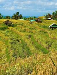 Jatiluwih Rice Terraces, Bali: A Peaceful Tapestry of Tradition and Nature