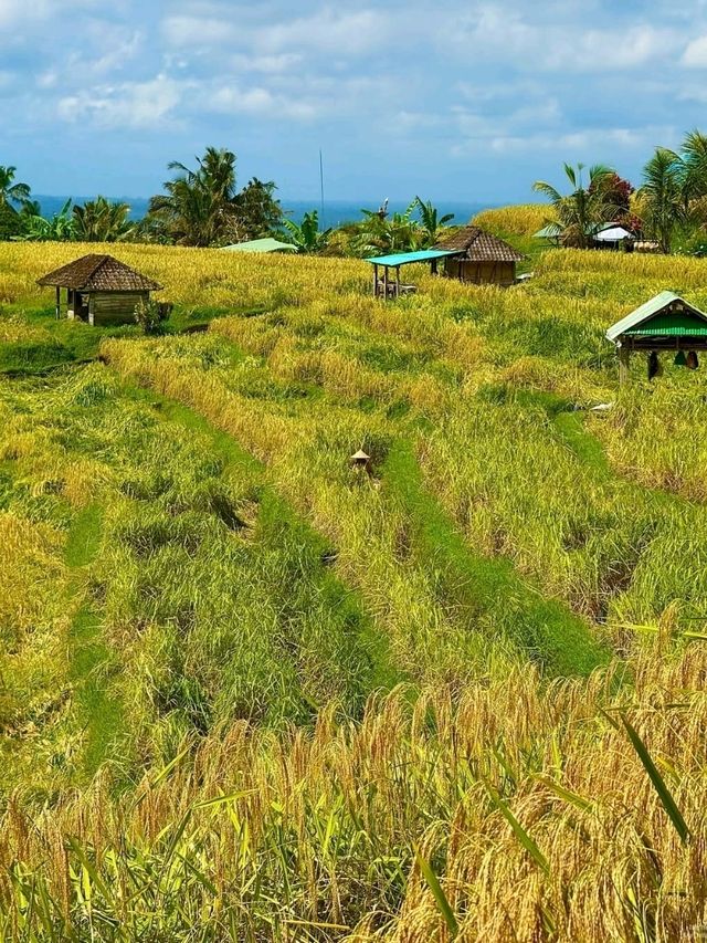 Jatiluwih Rice Terraces, Bali: A Peaceful Tapestry of Tradition and Nature