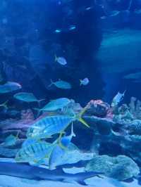 An Underwater Adventure in the Heart of Kuala Lumpur