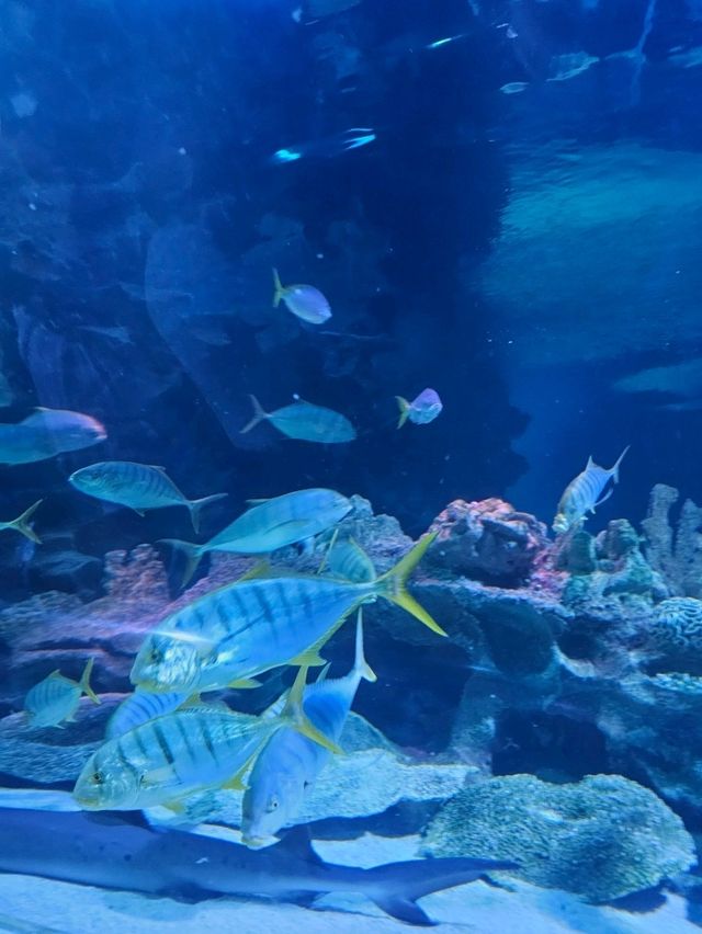 An Underwater Adventure in the Heart of Kuala Lumpur