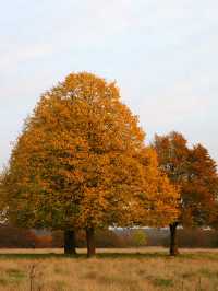 Richmond Park: London’s Wild Heart Where Deer Roam Free