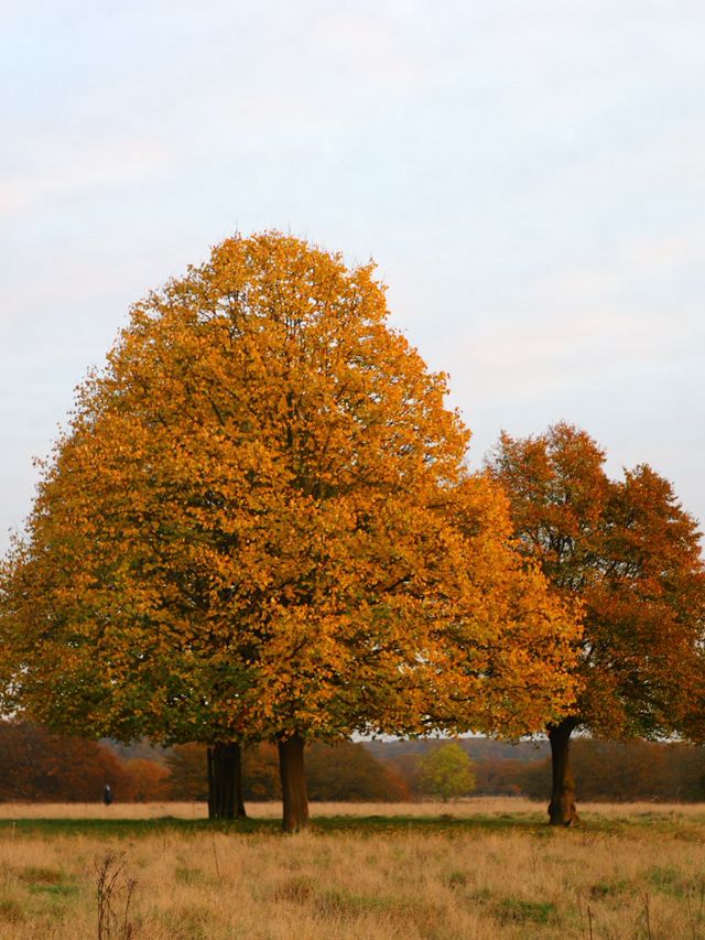 Richmond Park: London’s Wild Heart Where Deer Roam Free