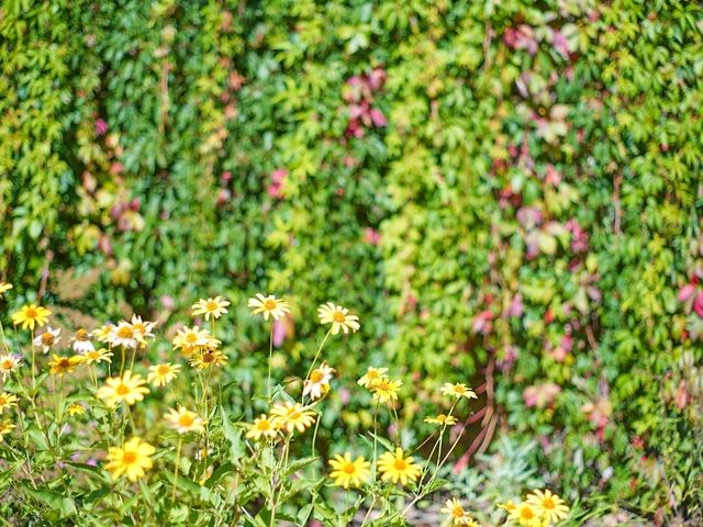 🌿 Park Oliwski: Peaceful Green Escape in Gdańsk