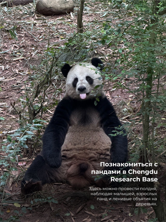 10 причин посетить Китай в 2026 году 🇨🇳 10 причин посетить Китай в 2026 году 🇨🇳